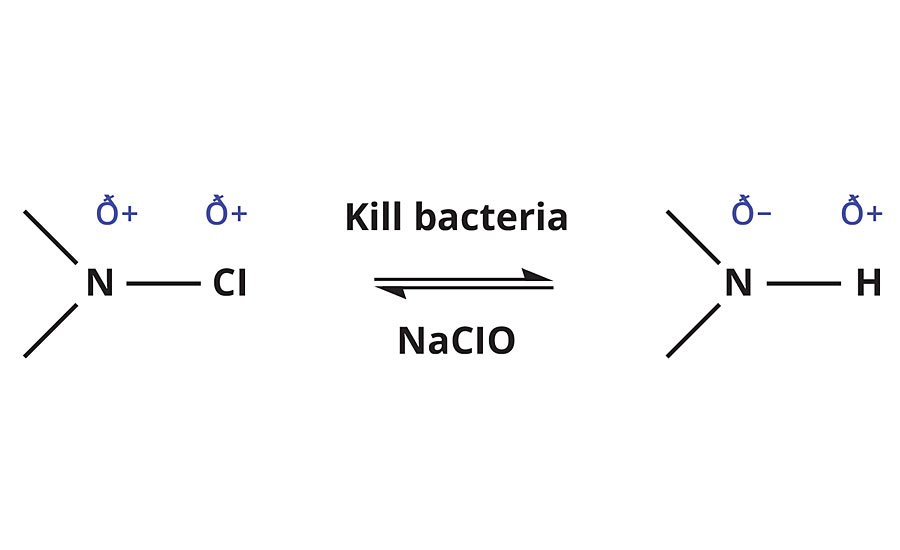Reaction scheme for N-halamine interaction with bacteria and sodium hypochlorite