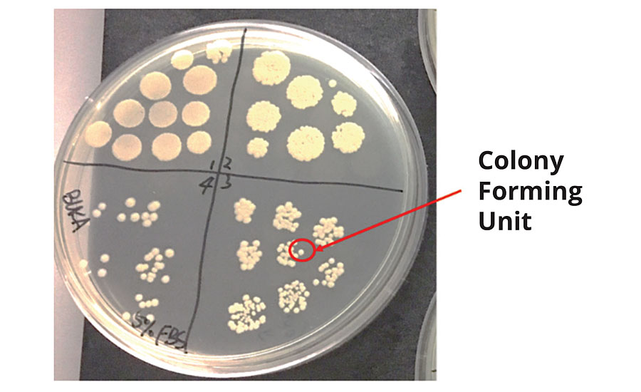 Control agar plate describing colony forming unit