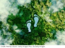 Photo looking down on footprints in green trees