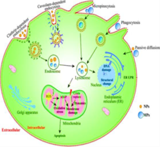 Human body cellular uptake, transport and organelle response after exposure to microplastics and nanoplastics.