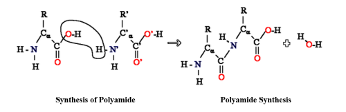 Figure 1: Chemical reaction diagram showing two amino acid structures joining through an amide bond and releasing water.