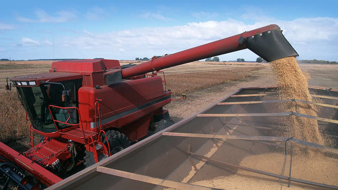 Harvesting a field of soybeans with a combine harvester