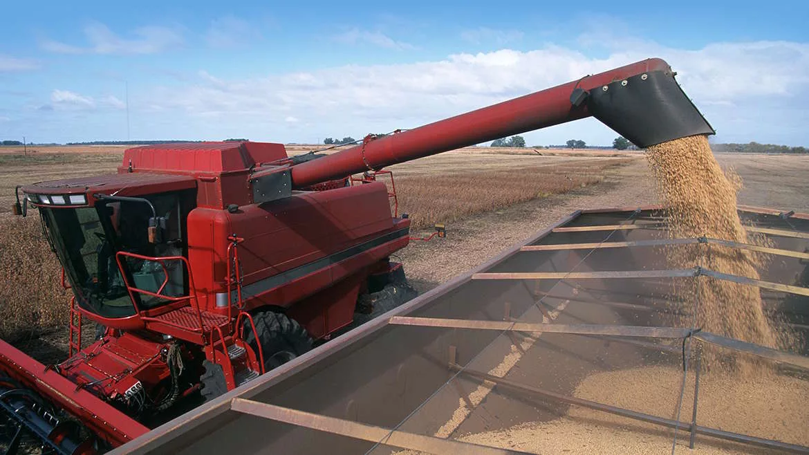 Harvesting a field of soybeans with a combine harvester