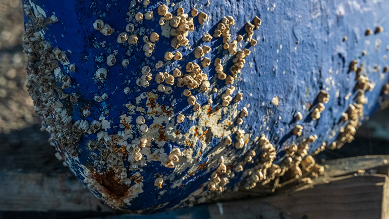 Barnacle covering a blue boat hull