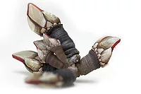 itech feature Environmentally Friendly Marine Biocide Surfaces