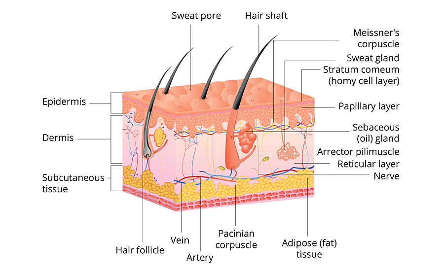 Illustration of skin structure