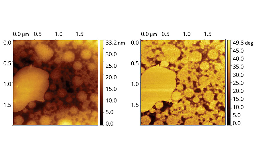 Topographic (left) and phase (right) images of vinyl-acrylic latex film containing 8 php of Coalescent A.