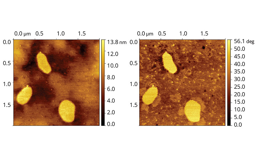 Topographic (left) and phase (right) images of vinyl-acrylic latex film containing 8 php of Coalescent B.