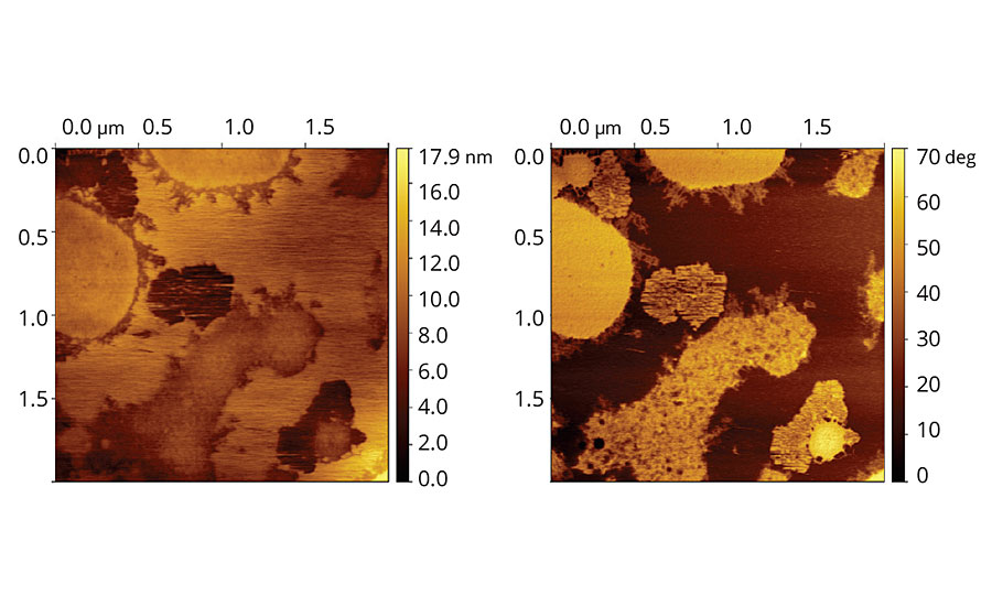 Topographic and phase images of vinyl-acrylic latex film containing Coalescent C.