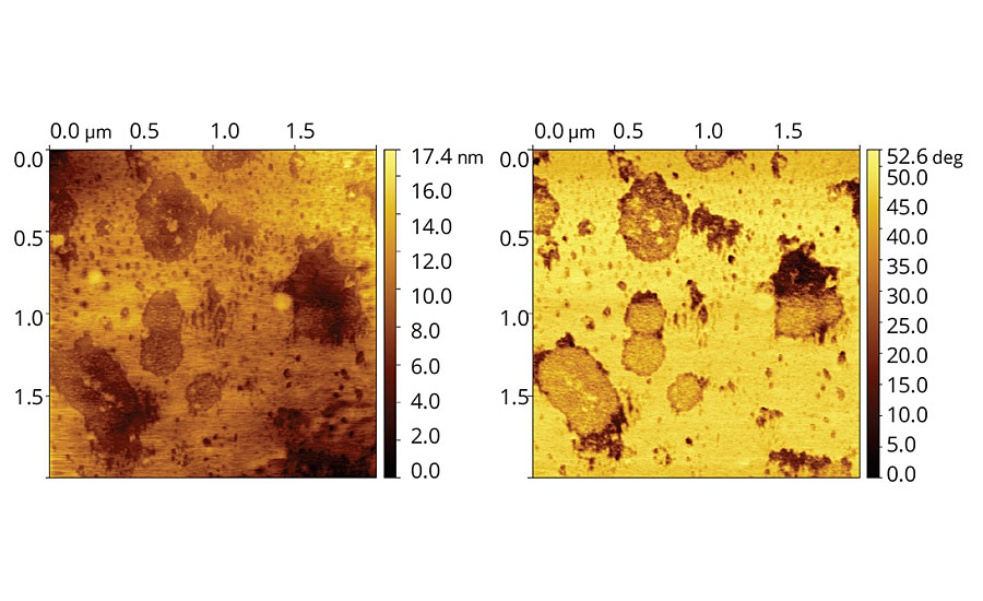 Topographic (left) and phase (right) images of vinyl-acrylic latex film containing 8 php of Coalescent D.