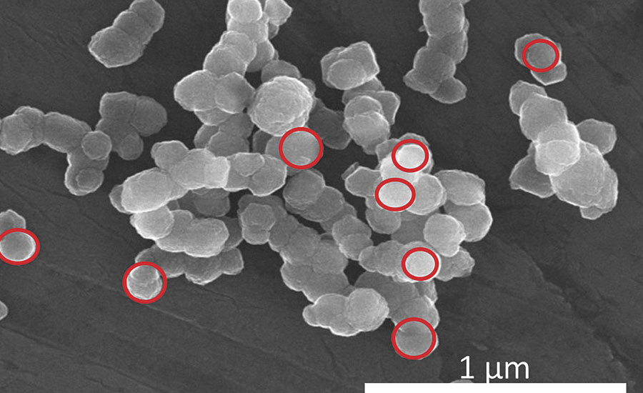 Scanning electron micrograph of Ningbo Red