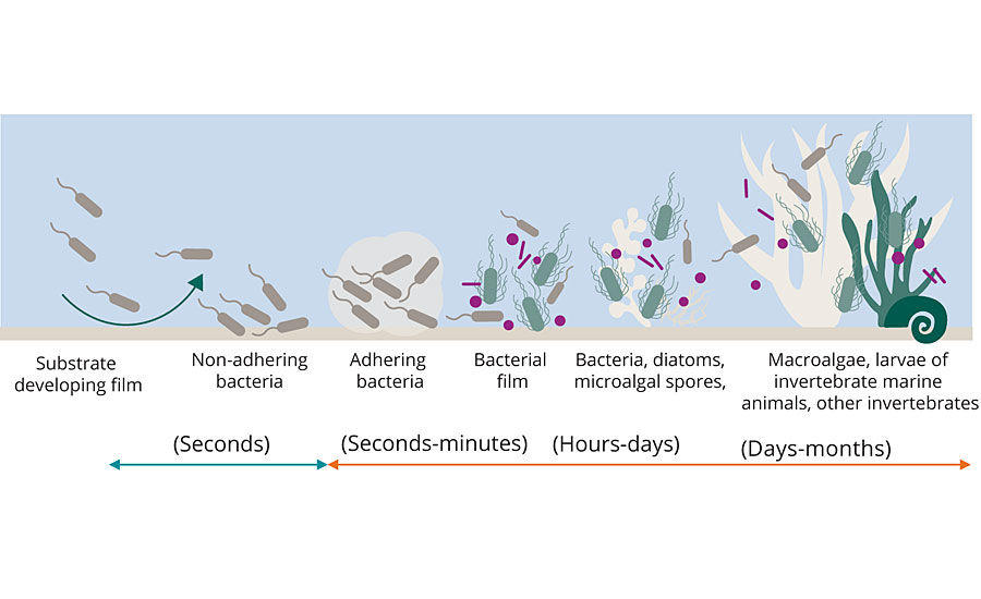 How biofilms form