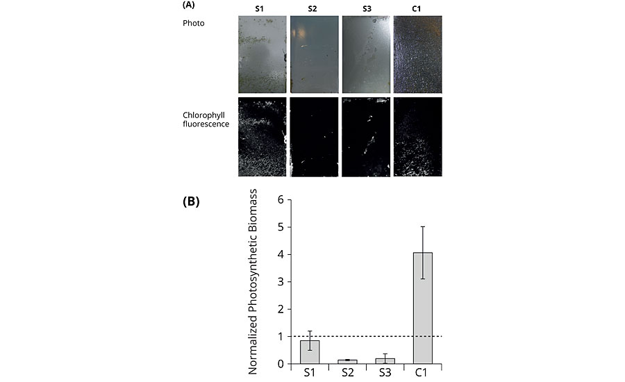 End-point analysis of mesocosm growth experiments