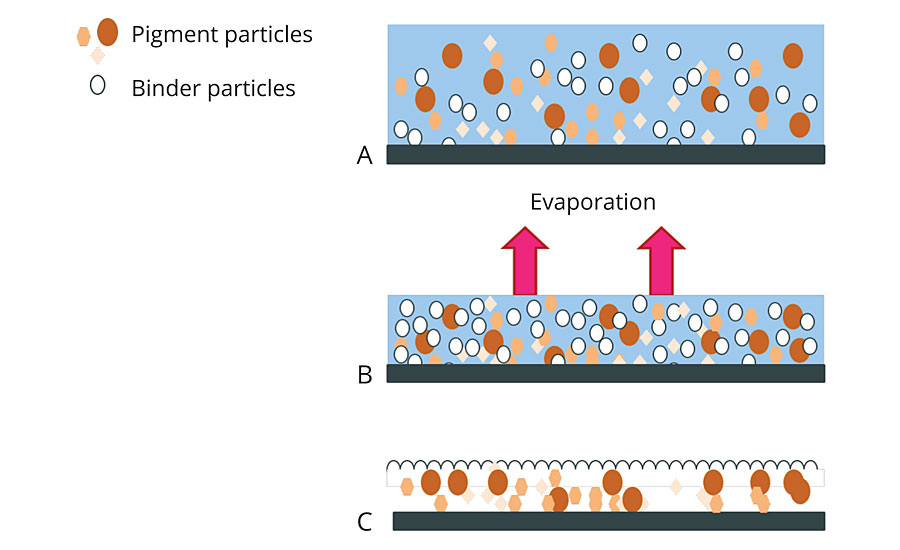 Stages of waterborne emulsion film formation