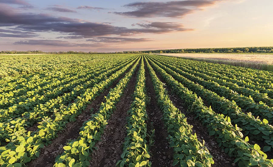 soy beans in coatings