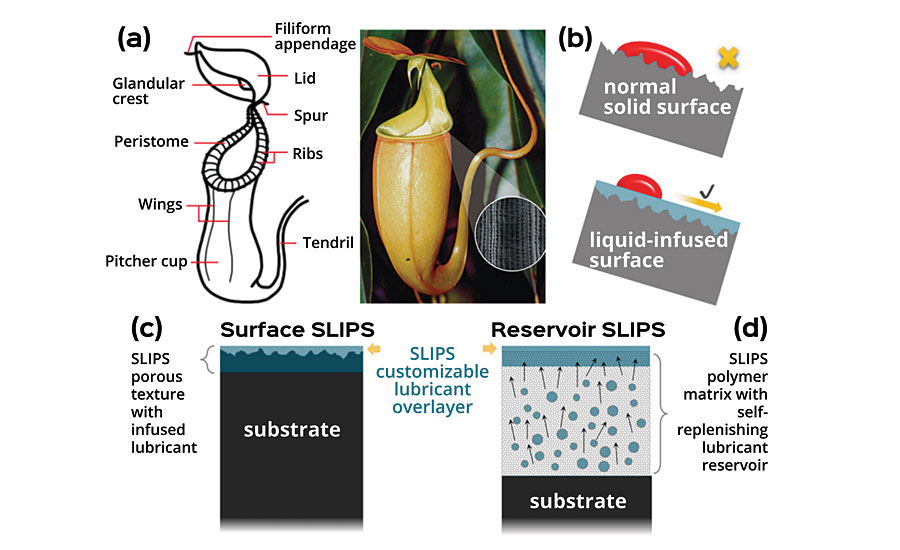 (a) Anatomy of a pitcher plant, Nepenthes, where the surface of the peristome (the slippery rim of the pitcher) is zoomed in to show a scanning electron microscope (SEM) image. The highly textured porous surface can effectively hold water by strong capillary force, and the matching surface chemistry provided by its hygroscopic nectar. (b) Schematics comparing a regular solid surface (top) and SLIPS (bottom). (c, d) Schematics of Surface SLIPS, (c) and Reservoir SLIPS, (d) applied on a surface as a coating. The Surface SLIPS stabilizes the lubricant layer by a strong capillary force and matching surface chemistry. The Reservoir SLIPS stabilizes and regenerates the lubricant layer by maintaining low interfacial energy between the polymer matrix and the lubricant and from the reservoir inside, respectively. Both approaches yield a smooth, lubricious overlayer.