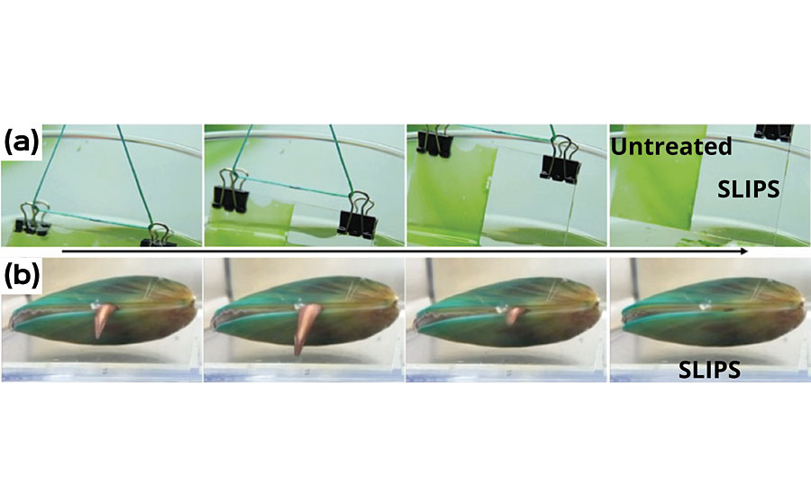 Highlights of early-stage academic SLIPS research demonstrating the unique ability to repel both soft and hard fouling by using a slippery liquid interface. (a) An algal biofilm grown on a half-treated glass slide is pulled out of the culture medium. The SLIPS-coated side allows the growth (i.e. the coating is non-toxic), but the biofilm is easily released. (b) A mussel is placed on a SLIPS surface. It probes the substrate to find a settlement point. As soon as the foot touches the SLIPS surface, it immediately retracts the foot and does not want to settle on SLIPS due to a sudden sense of ‘pull’ rather than the normal sense of ‘push’ when its foot touches a solid surface. The SLIPS surface forms a capillary bridge between the lubricant layer and the tip of the foot generating such a pull force.