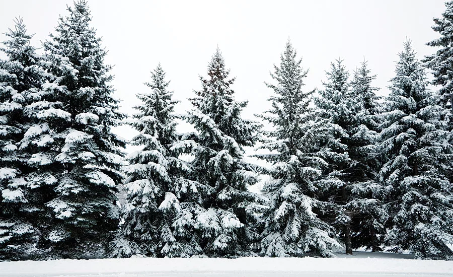 forrest covered in ice and snow