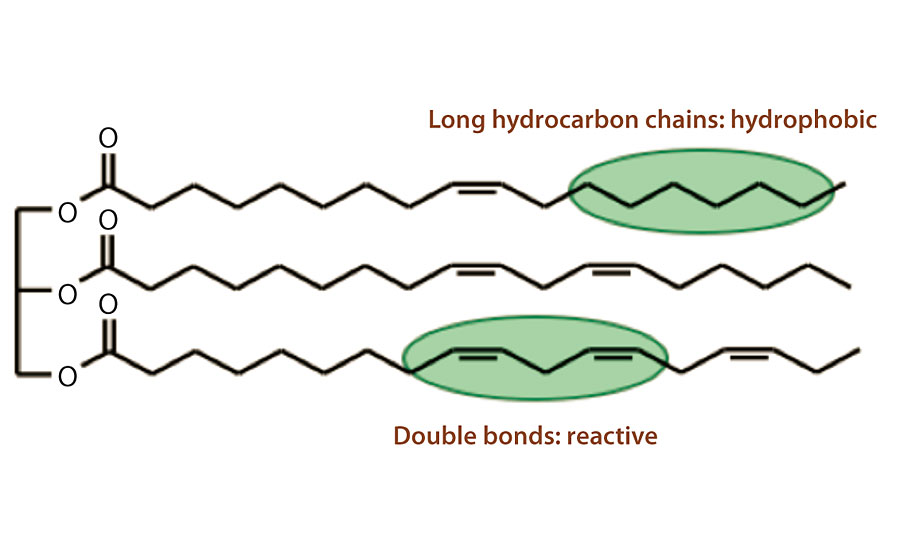 Soybean oil’s long hydrocarbon chains and double bonds. 