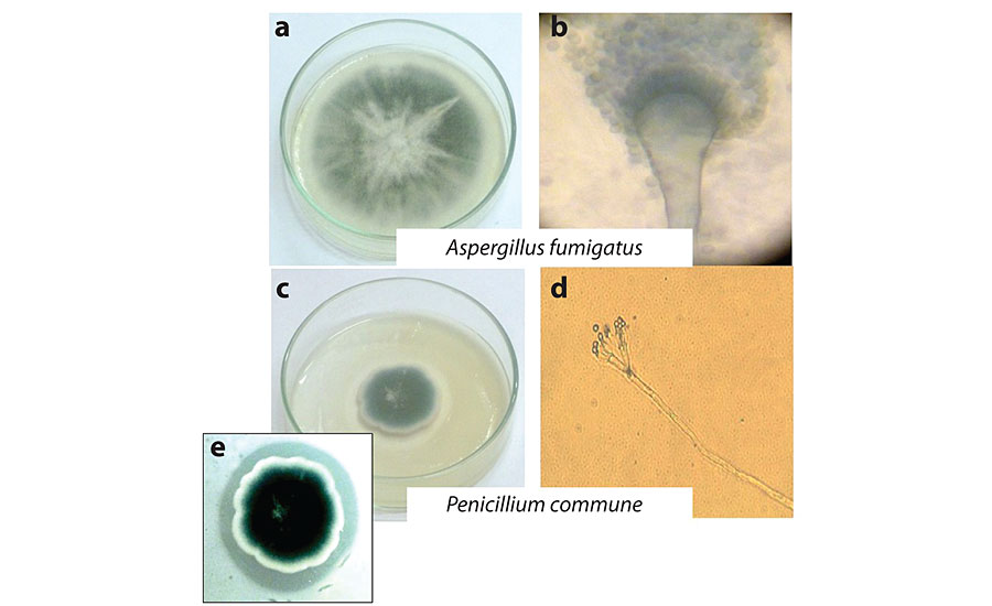 Culture of 1 week of fungal isolates (a and c); optic microscopy images (b and d); and detail of the degradation halo due to fungal growth in medium supplemented with CaCO (e).