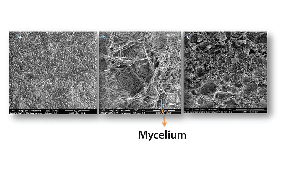 Scanning electron micrograph of the painted panel with Paint 1 at the end of the test period