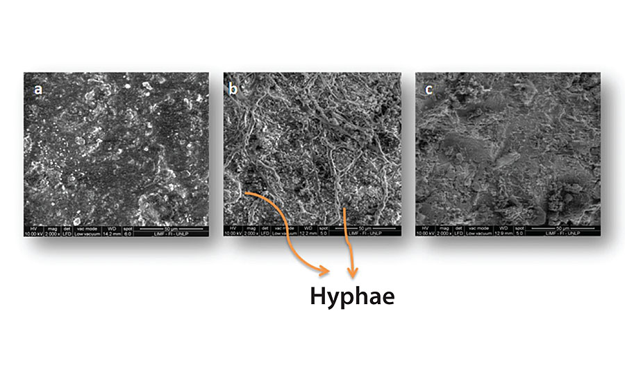 Scanning electron micrograph of the painted panel with Paint 2 at the end of the test period