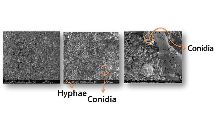 Scanning electron micrograph of the painted panel with Paint 3 at the end of the test period