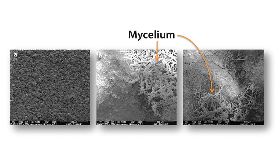 Scanning electron micrograph of the painted panel with Paint 4 at the end of the test period