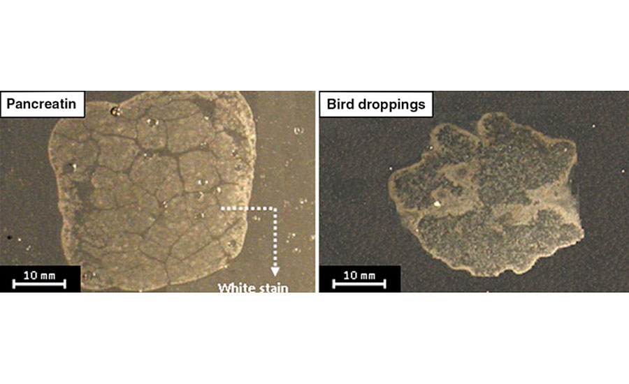 Typical defect features of an automotive clearcoat exposed to bird droppings and pancreatin.