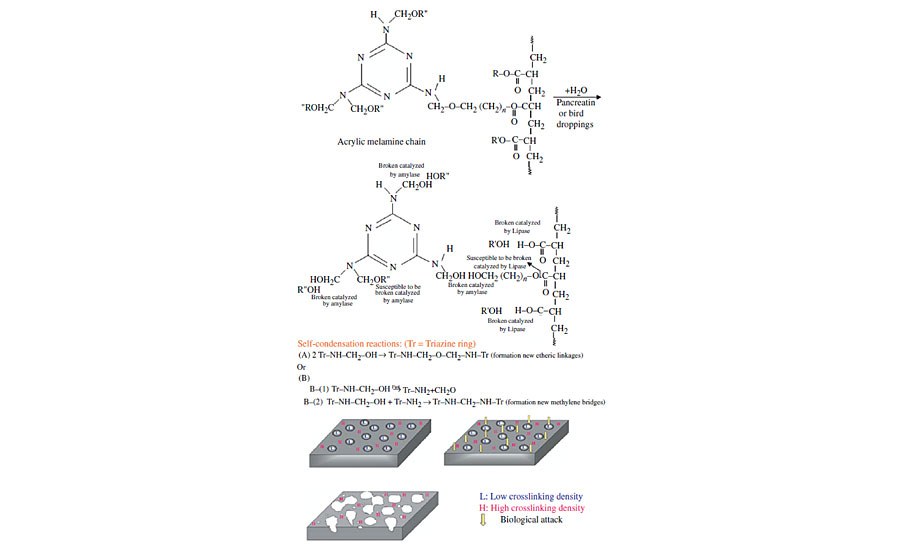 Degradation mechanism of a typical acrylic melamine caused by bird droppings or pancreatin.