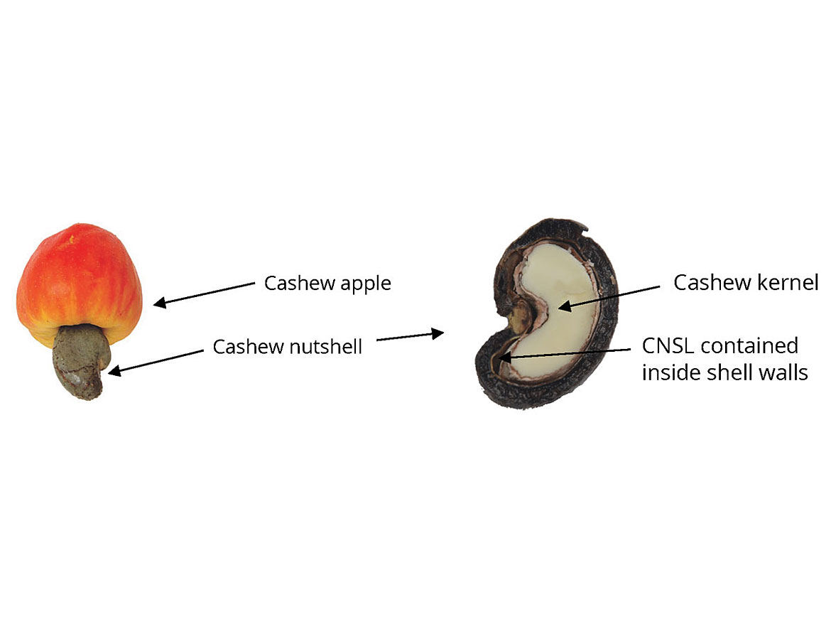 Cashew apple and nutshell.