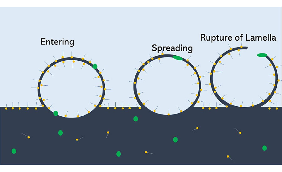 Stages of breaking the lamella.