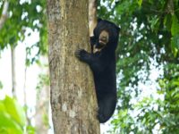 Borneo Sun Bear Conservation Centre 2
