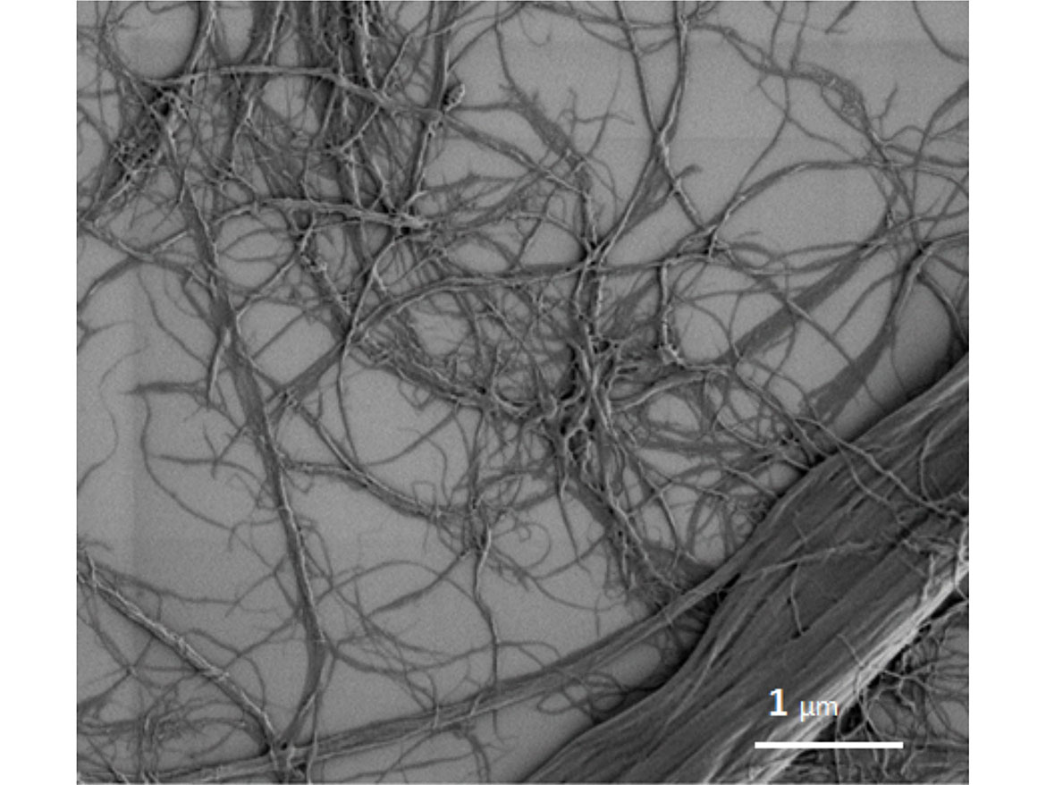 Scanning electron microscopic (SEM) view of MFC with the unique entanglement of the cellulose fibrils.