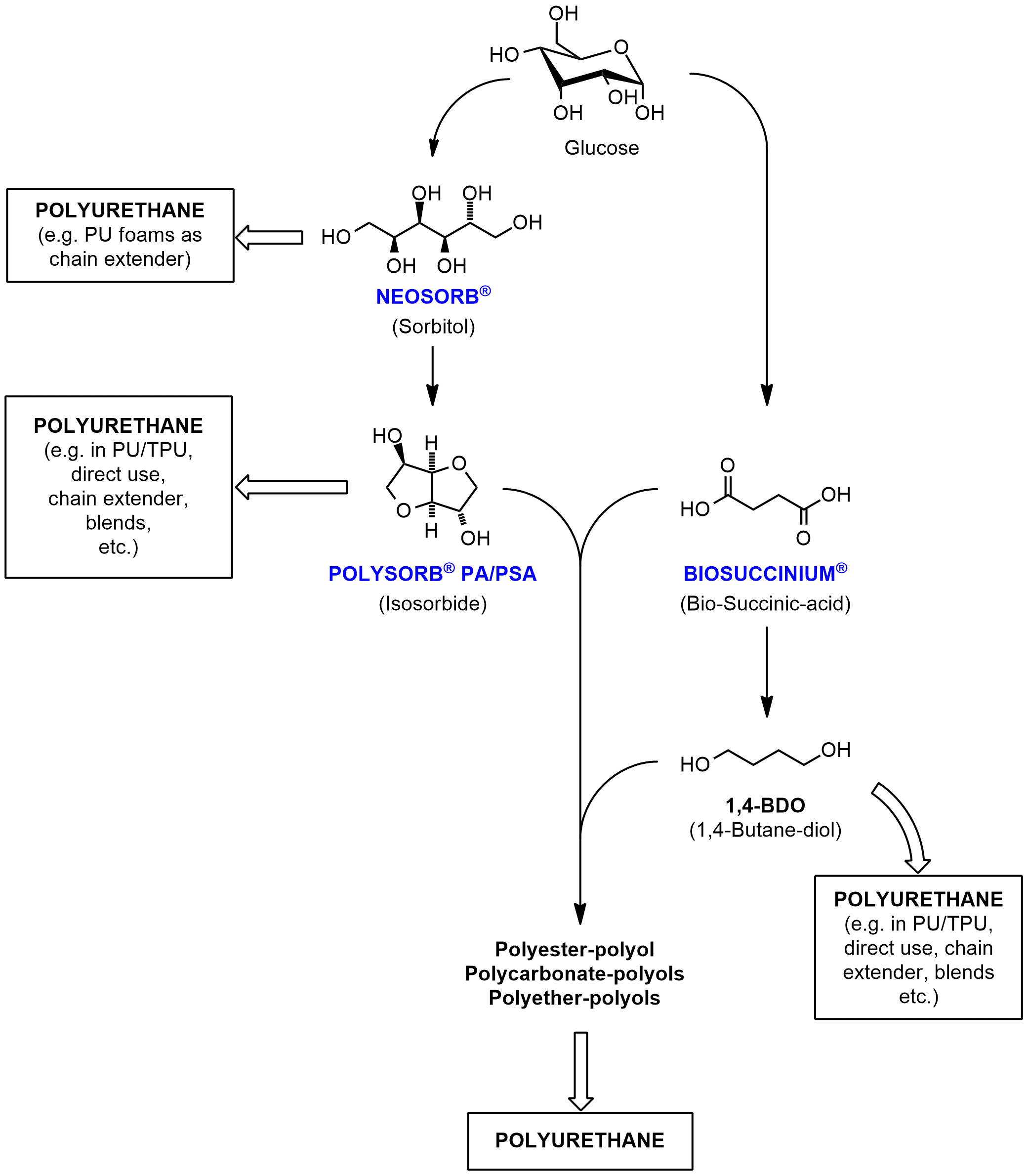 POLYSORB isosorbide is a low-molecular-weight diol that can play a range of different roles in PU chemistry. (NEOSORB sorbitol and BIOSUCCINIUM bio-succinic acid are additional products from the Roquette portfolio that PU chemists can use to synthesize more sustainable materials in polyurethanes.)