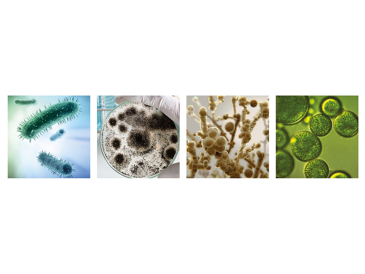 Bacteria, mold, fungi and algae (left to right).