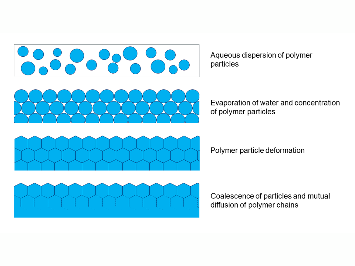 Model of particle coalescence during film formation of polymer dispersion.
