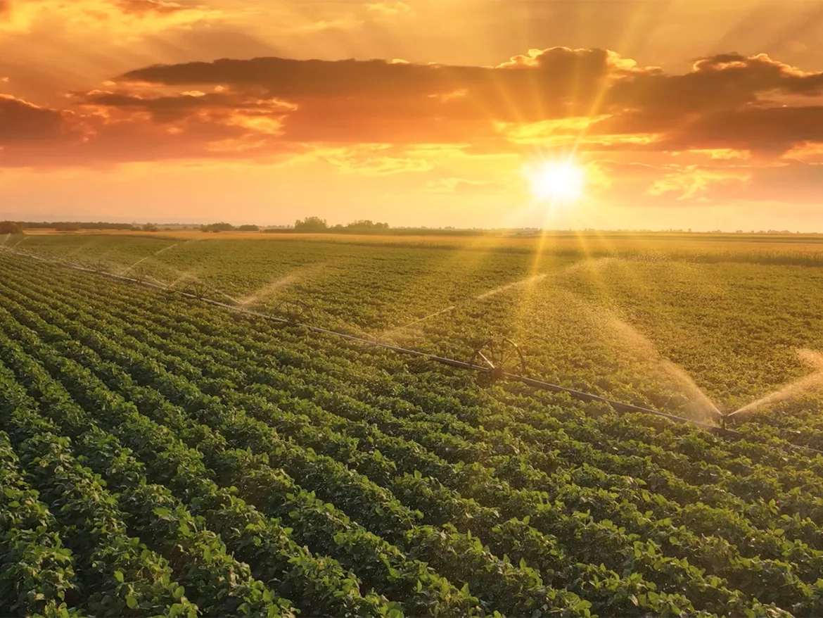 sun rising over field of crops