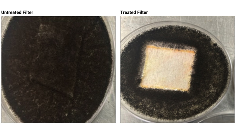 Untreated filter (left) supports fungal growth versus treated filter (right), which shows significantly less growth.