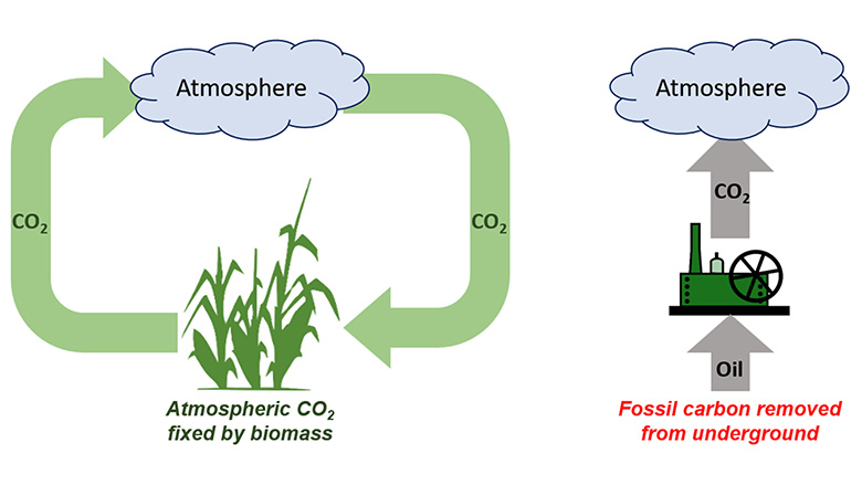 Depiction of the biogenic carbon cycle vs. using fossil carbon sources.