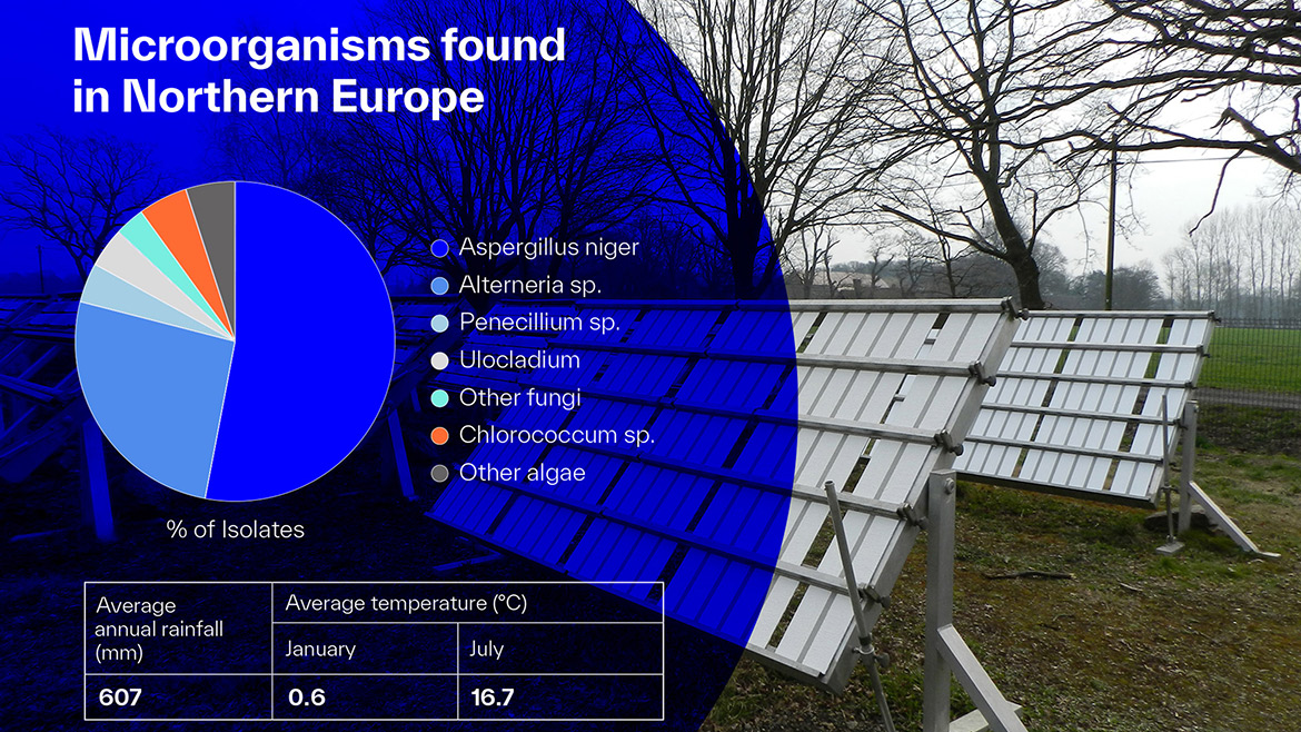 Microorganisms found in Northern Europe.