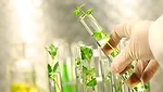 small plants in test tubes