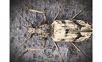 Longhorn beetle