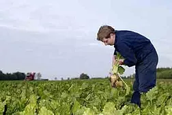 Sugar Beets