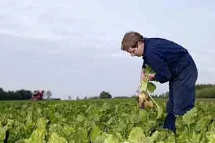 Sugar Beets